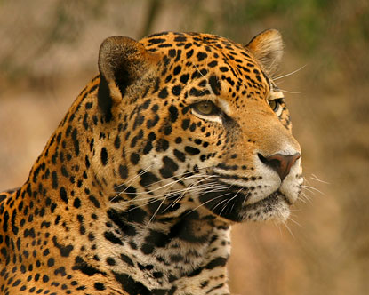 Jaguar on Roderick S Hs101 Experience  All About Being A Jaguar