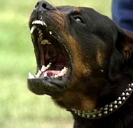 a 140-pound Rottweilerquot;