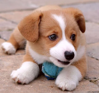 smart picture of cute puppy playing with blue ball