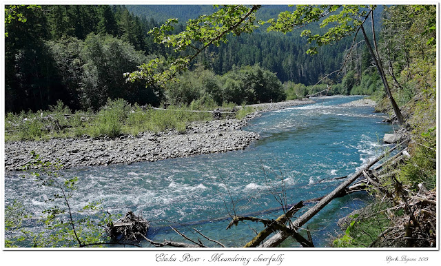 Elwha River: Meandering cheerfully