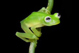 Diane's bare-hearted glass frog