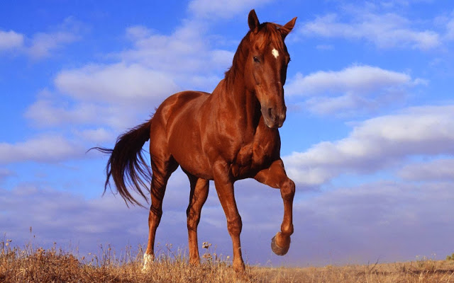 Super Beautiful Horse HD Wallpaper Free