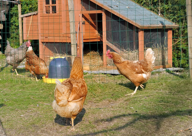 5 Top Chicken Breeds for Small Backyards