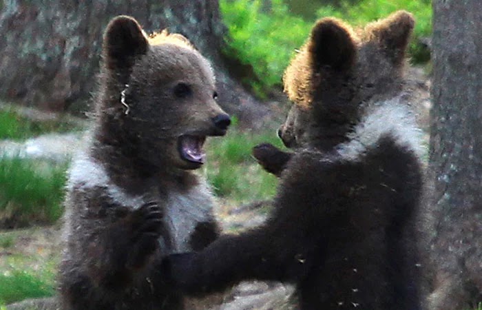 Teacher In Finland Captures Amazing Pictures Of Bear Cubs Dancing In The Forest