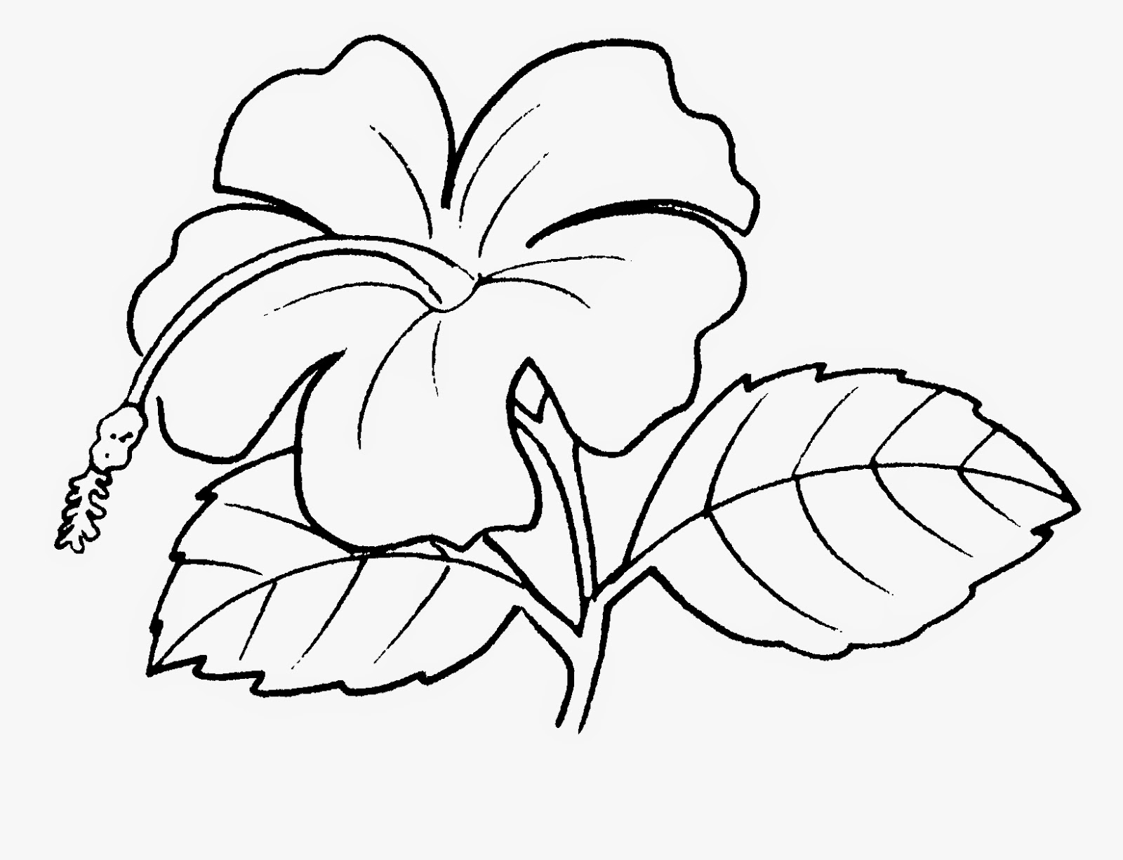 Dunia Sekolah Gambar  Hitam  Putih  Drawing Bunga  Pokok