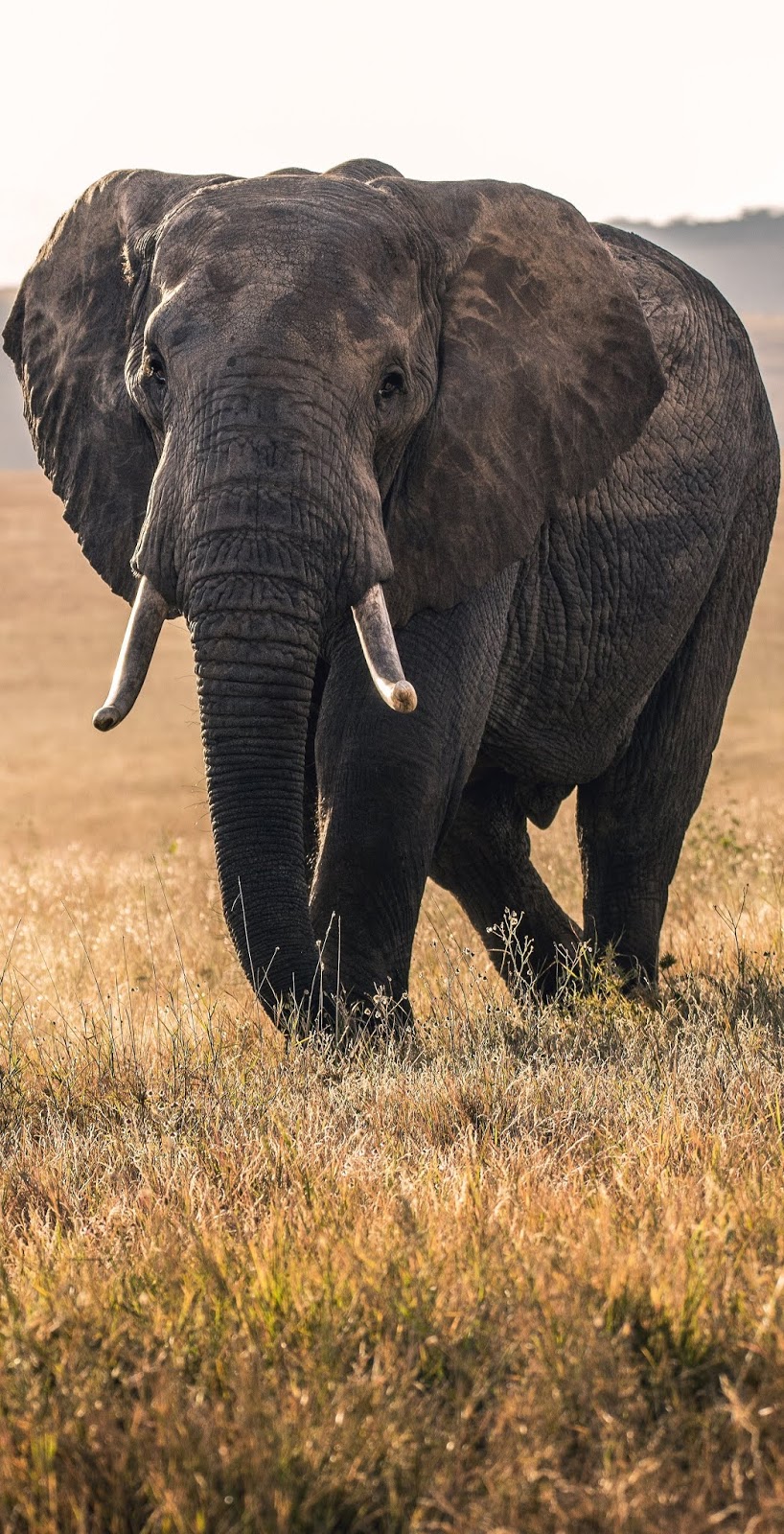 Picture of a majestic elephant.