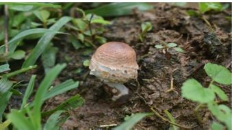 Diversity of edible and medicinal wild mushrooms of Bilaspur District of Chhattisgarh in Central India