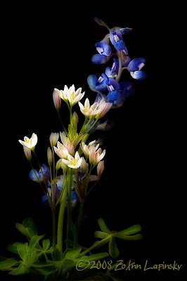 Click for Larger Image of Bluebonnets and False Garlic