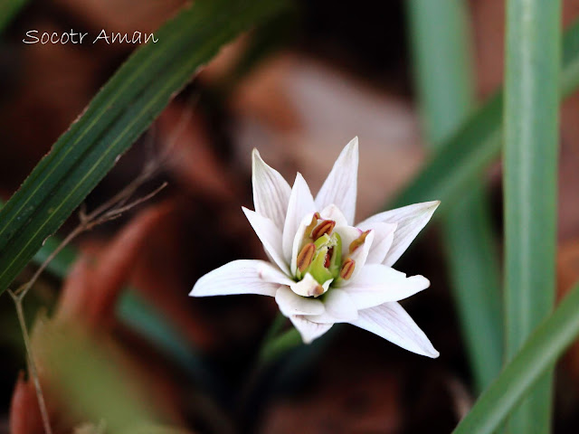 Amana edulis