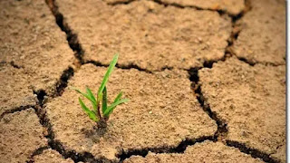 Problem soils RPSC AAO