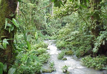 tropical rainforest, rainforest picture