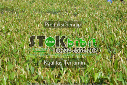 Leci                                      buah leci malang