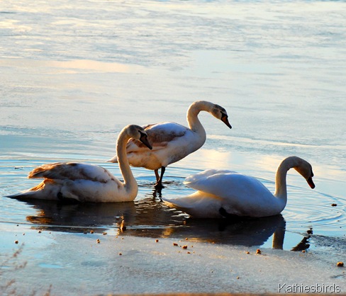 12. Mute swans-kab