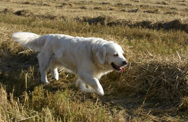 leik på jordet leonberger golden retriever