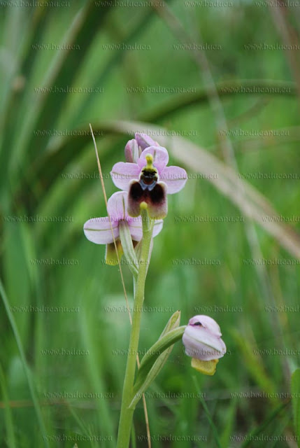 Ophrys tenthredinifera - © www.baducanu.eu