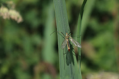 Hoefijzertijger - - Nephrotoma appendiculata