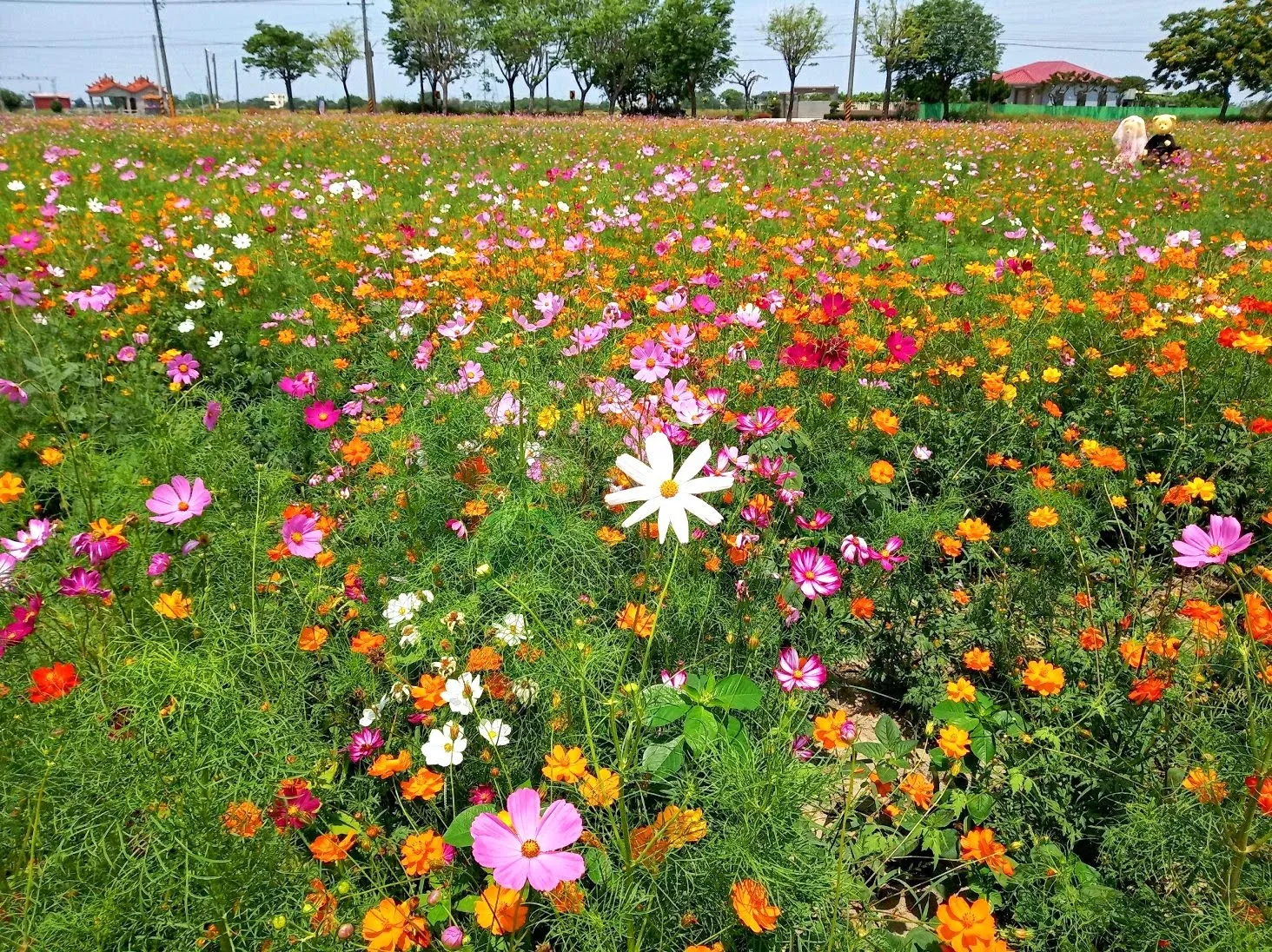 新營也有超美花海！｜姑爺里向日葵、波斯菊盛開～超～療～癒～