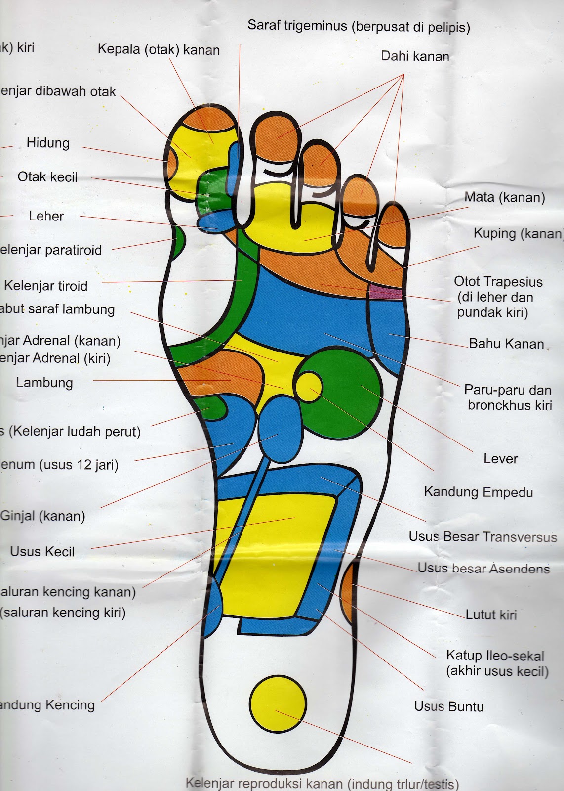 titik refleksi tangan titik refleksi kaki chart pijat refleksi kaki