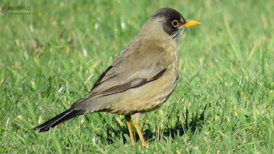 Zorzal (Turdus falcklandii), Puerto Montt