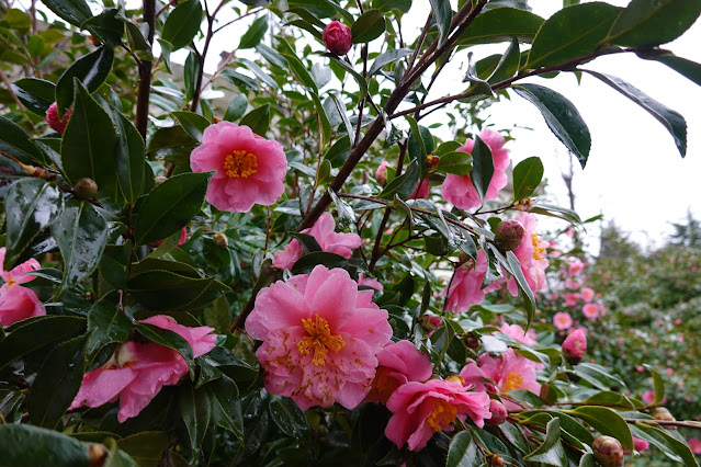 鳥取県米子市 どらドラパーク米子 サザンカ（山茶花）