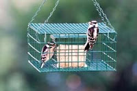 Concept 55 of Starling Proof Suet Feeder