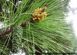 KEHIDUPAN LIAR Mengenal Pohon Pinus dan Manfaatnya