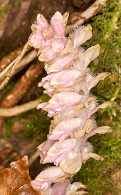 Toothwort, Lathraea squamaria.  High Elms Country Park, 13 March 2014.