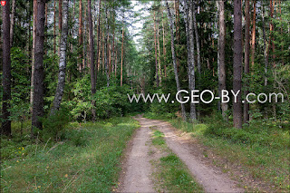 Forest road from Skorodne to Asino