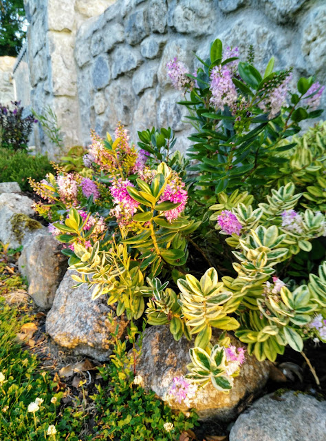 flowers by a stone wall, Moycullen