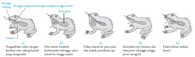  Pernapasan  Hewan  Protozoa Cacing  Serangga  Ikan Katak  