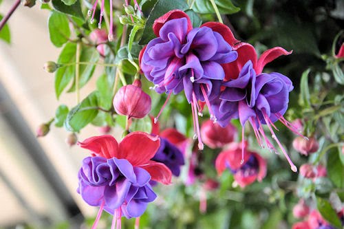 Encuentro con las flores en el mercado central (19 fotos)