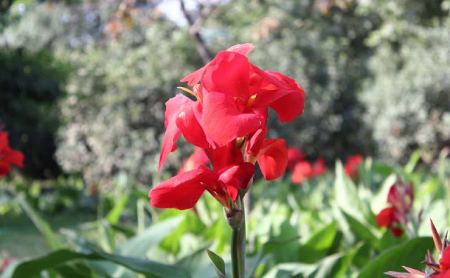 Canna Flowers Pictures