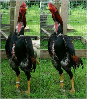 Shamo Game Fowl Photos