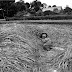藁を積んだ中で眠ってしまった女性　－1989年－