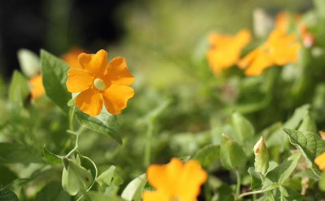 Black-Eyed Susan Vine Flowers Pictures