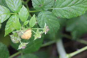 Yellow raspberries in Australia