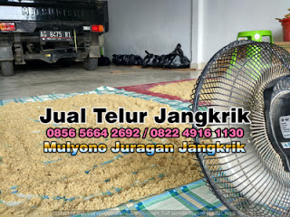 Harga Jual Telur Jangkrik Super Tujuan Sumenep Jawa Timur 085656642692