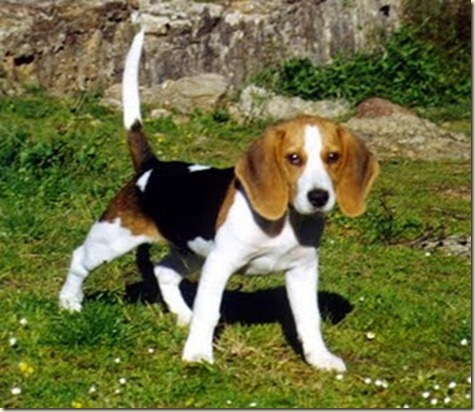 ejercicios-de-adiestramiento-para-perros4