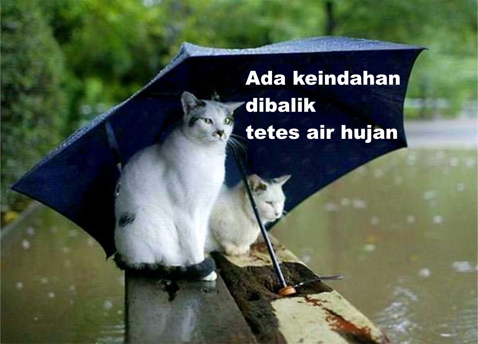 Gambar Dan Kata Kata Lucu Tentang Hujan