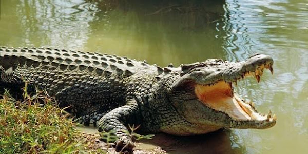 What are the adaptations of the African Nile Crocodile, as well as their size, behavior, and diet?
