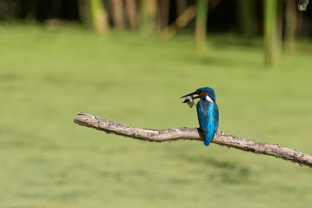 RSPB Rye Meads - Common Kingfisher छोटा किलकिला, राम चिरैया, शरीफन, निता मछराला  (Alcedo atthis)