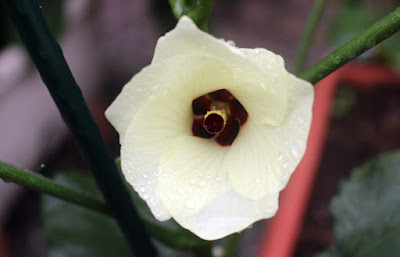 オクラの花　一日花　食べられるレシピがいっぱい