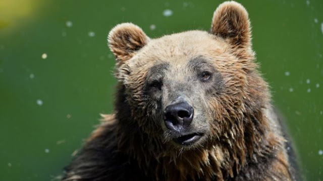 Beruang Coklat Langkah Mati Di Italia Menangkap Operasi