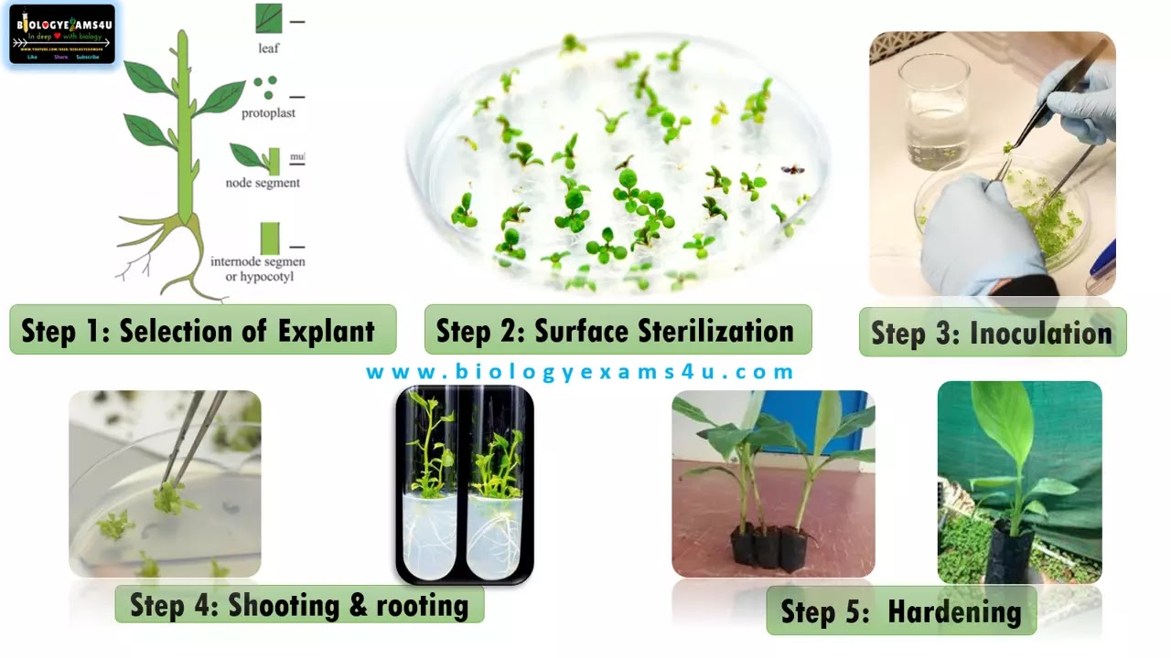 5 Steps in Plant Tissue Culture