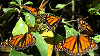 Миграция бабочки Монарх