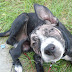 25 Unique How Can You Tell If A Dog Has Mange