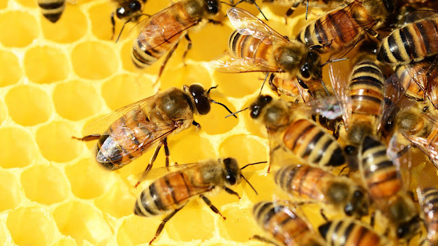 Cara Lebah Berkomunikasi Pekerja