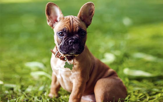 French Bulldog Temperament