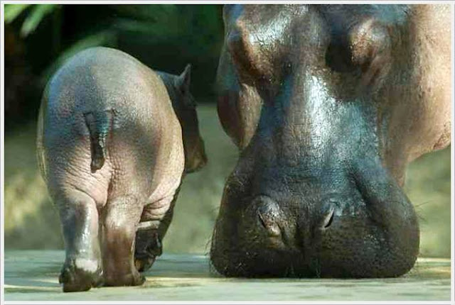 Baby Hippo Born in Berlin Zoo Seen On www.coolpicturegallery.us