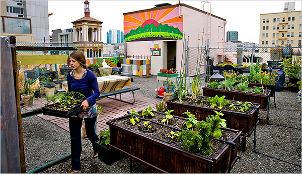 An Edible Roof Garden ! Home Decor